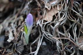 Purple flower blossoms from the ground