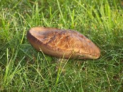 big brown mushroom in green grass