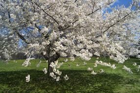 cherry blossoms in the botanical garden