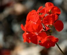 inflorescence of red geranium close up