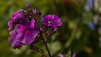 floral blossom in spring
