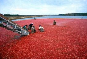 cranberry harvest