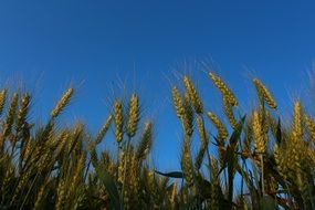 energy wheat cultivation