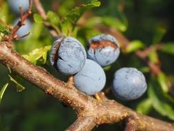 pluns berries blue bush fruit