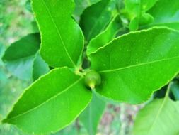 tiny lemon among bright green leaves