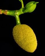 tropical jackfruit on black background