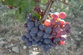 grapes in the sunshine