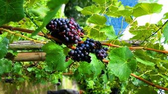 blue grapes on vine, italy, south tyrol