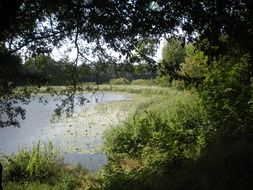 marsh plants on the shore of the pond