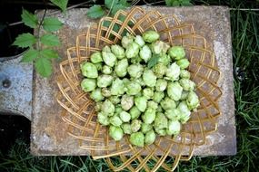 green seasonal harvest