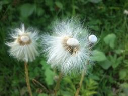 blowball flower