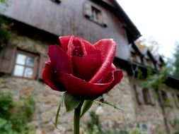 wet red rose at village house