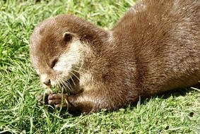 otter on green grass