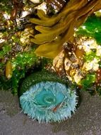 Sea anemone in the nature