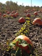 Landscape of field with pumpkins in autumn