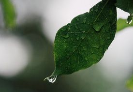 A lot of the rain drops on the leaf