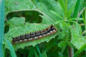 hairy caterpillar on a green bush