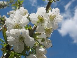 white fresh cherry blossom