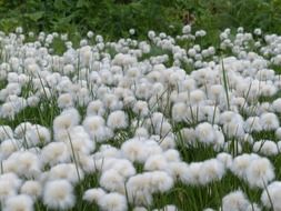 landscape of field of cottongrass