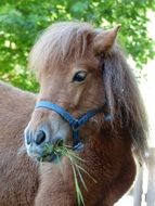 pony eat grass s