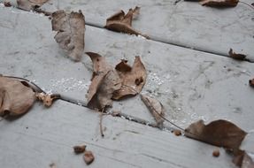 dry brown autumn leaves on the ground