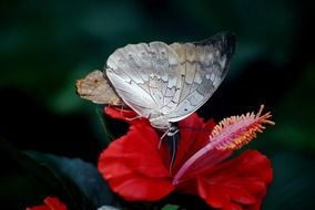 butterfly on flower close-up