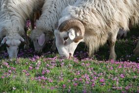 sheep eating organic floral plants outdoors