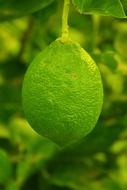 fresh green lemon at blurred background with the plants