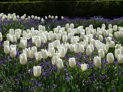 field of white tulips floral plants natural