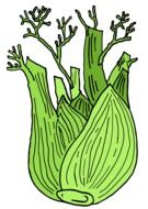 fennel plants drawing