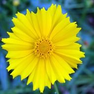 coreopsis floral