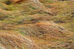 dry grass landscape
