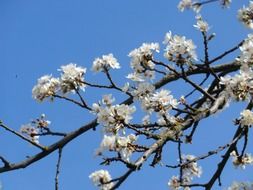 white flowers on a branch without leaves against a blue sky