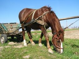 horse in harness