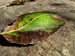 leaf autumn