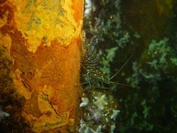 the underwater world of shrimp in the Baltic Sea
