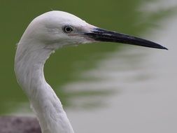 white animal portraits