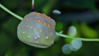 exotic fruit close-up