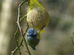 tit blue cyanistes caeruleus network with feed
