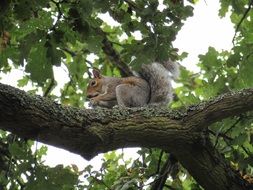 squirrel with a nut on a tree branch