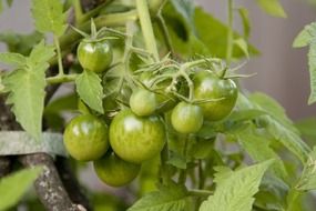 green tomatoes on a bush in a vegetable garden