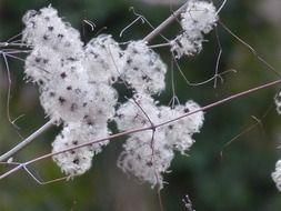 clematis plant with fluffy seeds