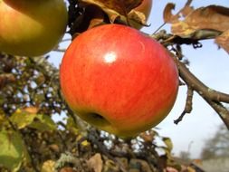 green red juicy apple on a branch of the tree with colorful leaves