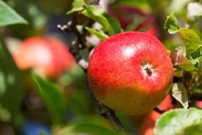 bright red ripe apples on a tree