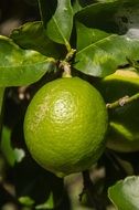 lime on a branch close up