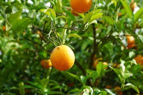 a ripe mandarin close-up on blurred background