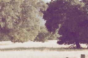 Green trees in the park on the green grass