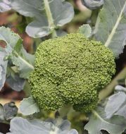 Green broccoli with green leaves