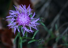delicate purple flower