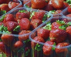 ripe red strawberries in plastic boxes